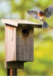 Bluebird with wings fully open, coming in for a landing on Nesting Box